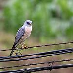 Китайский тювик / Tachyspiza soloensis