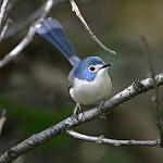 Lovely Fairywren / Malurus amabilis