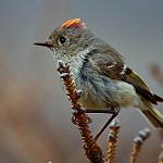 Ruby-crowned Kinglet / Corthylio calendula
