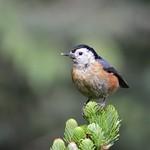 Белощёкий поползень / Sitta leucopsis