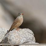 Скальная овсянка / Emberiza buchanani