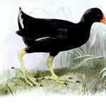 Tristan Moorhen / Gallinula nesiotis