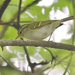 Ганьсуйская зарничка / Phylloscopus kansuensis