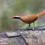 Rail-babbler / Eupetes macrocerus