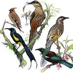 Mohoidae фото