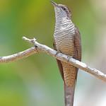 Banded Bay Cuckoo / Cacomantis sonneratii