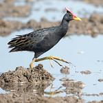 Рогатая камышница / Gallicrex cinerea