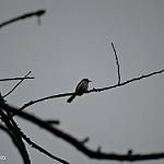 Черноголовый апалис / Apalis melanocephala