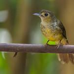 Hairy-backed Bulbul / Tricholestes criniger