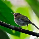 Buff-throated Tody-Tyrant / Hemitriccus rufigularis