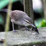 Canebrake Wren / Cantorchilus zeledoni
