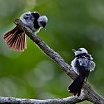 фото
