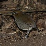 Urrao Antpitta / Grallaria urraoensis