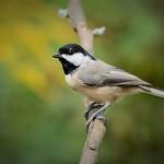 Carolina Chickadee / Poecile carolinensis