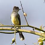 Apical Flycatcher / Myiarchus apicalis