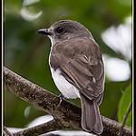 Mangrove Whistler / Pachycephala cinerea