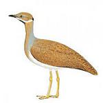 Little Brown Bustard / Heterotetrax humilis
