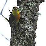 Lemon-throated Barbet / Eubucco richardsoni