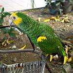 Желтоплечий амазон / Amazona barbadensis