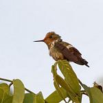 Гульдова кокетка / Lophornis gouldii