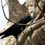 Малая ворона / Corvus minutus