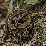 Collared Nightjar / Gactornis enarratus