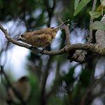 Southern Whiteface / Aphelocephala leucopsis