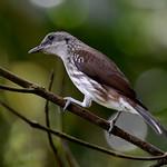Stripe-breasted Rhabdornis / Rhabdornis inornatus