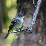 Eastern Wood Pewee / Contopus virens