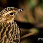Нильгирийский конёк / Anthus nilghiriensis