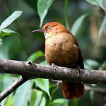 Рыжий лесовик / Clibanornis rectirostris