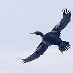 Bounty Shag / Leucocarbo ranfurlyi