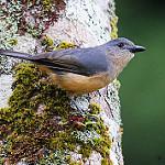Bower's Shrikethrush / Colluricincla boweri