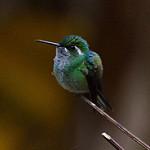 Green-breasted Mountaingem / Lampornis sybillae