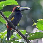 Yellow-eared Toucanet / Selenidera spectabilis