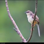Jungle Prinia / Prinia sylvatica