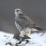Кречет / Falco rusticolus