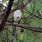 Белогрудый ястреб / Accipiter chionogaster