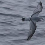 Fulmar Prion / Pachyptila crassirostris