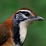 Greater Necklaced Laughingthrush / Pterorhinus pectoralis