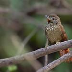 Оринокская мягкохвостка / Thripophaga cherriei