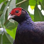 Желтохвостый фазан / Lophura erythrophthalma