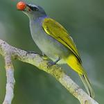 Grey-bellied Bulbul / Ixodia cyaniventris