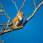 Baja Pygmy Owl / Glaucidium hoskinsii