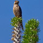 Banded Kestrel / Falco zoniventris