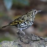 Scaly Thrush / Zoothera dauma