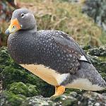Fuegian Steamer Duck / Tachyeres pteneres