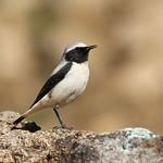 Oenanthe seebohmi