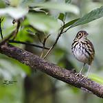 Streak-chested Antpitta / Hylopezus perspicillatus