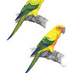 Sulphur-breasted Parakeet / Aratinga maculata